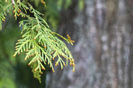 A branch of an evergreen thuja tree in focus, gray and green background blurred with room for text