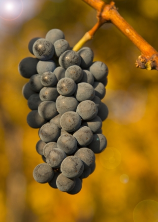 Nature background with Vineyard Wine concept  low depth of focusの写真素材