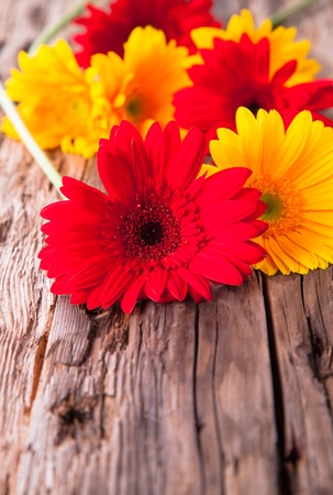 Red gerbera daisies on woodの写真素材