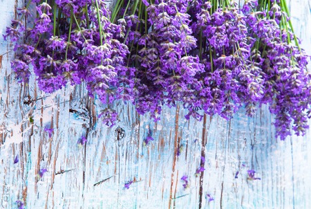 lavenderの写真素材