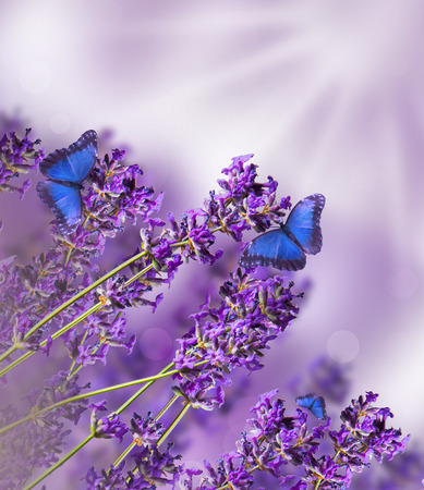 lavenderの写真素材