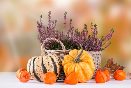 Autumn nature concept. Fall fruit and vegetables on wood.の写真素材