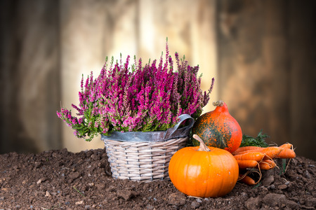 Autumn nature concept. Fall fruit and vegetables on wooden tableの写真素材