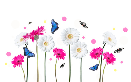 Gerber Daisy, and butterfly isolated on white backgroundの写真素材