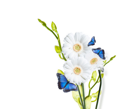 Gerber Daisy isolated on white backgroundの写真素材