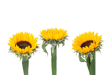 sunflower isolated on white backgroundの写真素材