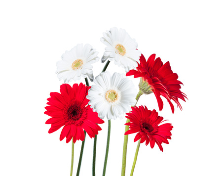 Gerber Daisy isolated on white backgroundの写真素材