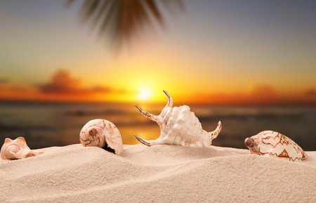 Shells on sandy beach with tropical beach background, sunset