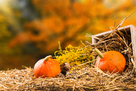 Autumn still life with pumpkins and autumn flower on nature backgroundの写真素材