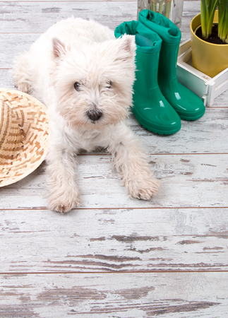 Garden tolls and spring seedling on wood and nature green background. Spring concept.の写真素材