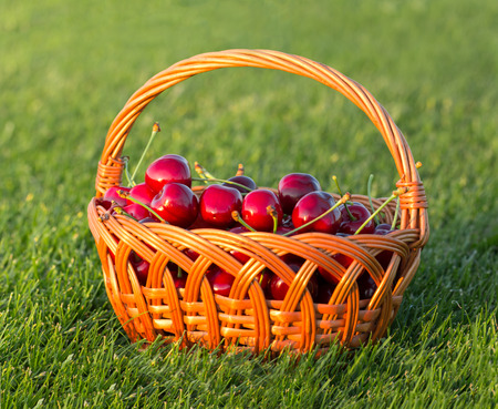 Fresh cherries in basketの写真素材