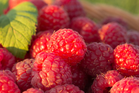 Macro photo of fresh raspberries