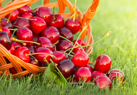 Fresh cherries in basket.の写真素材