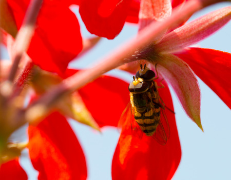 Copulation of flower-fly on blossom. Macro photo, low depth of focus.の写真素材