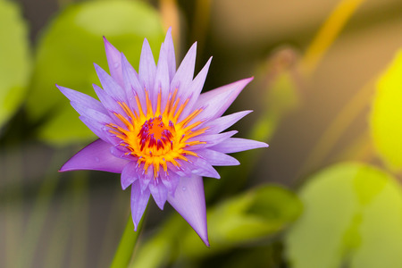 Macro photography of water-lily blossom.の写真素材