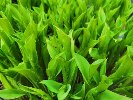 Photo of young greenery after rainの写真素材