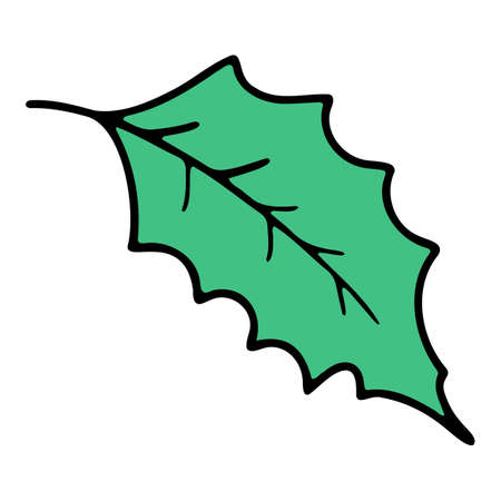 Vector festive holly, Christmas decoration made of hollyのイラスト素材