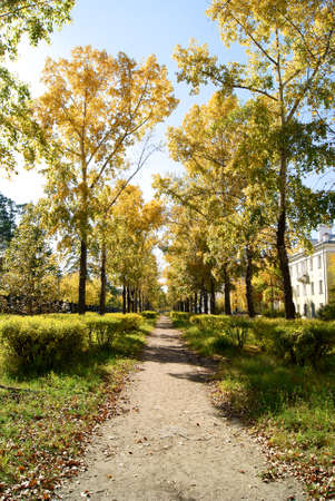 Forest, trees, landscape, autumn landscapeの写真素材