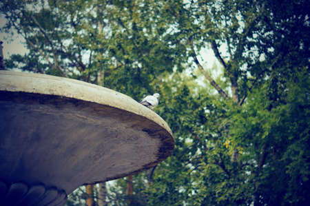 A working fountain in close-up against a background of green treesの写真素材