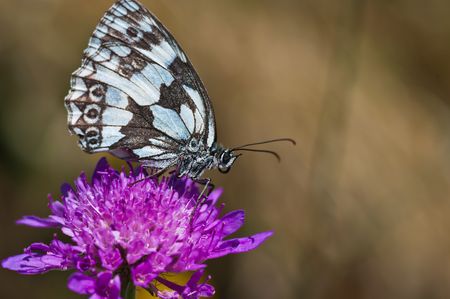 Butterfly mottled brown and white on purple thistleの写真素材