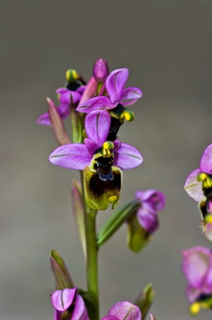 This is a rare wild orchid that grows in southern Europe,Nord Africa and Middle East. Italy does not grow in the Alps. Is a bulbous geophytesの写真素材