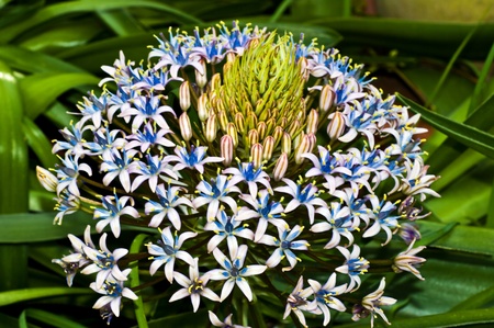 Sicilian squill its plant of hyacinth family.Species rare and protect.