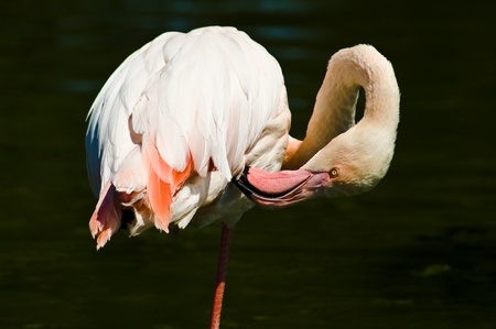 Flamingos in a pond marshの写真素材