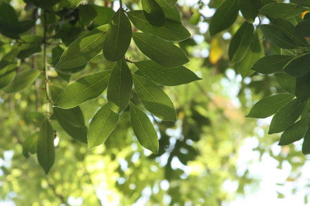 Bay leaves showing their veins and texture. Natural light, greenery, and a sense of freshness.