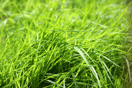 Detailed view of green grass with various textures and flowering stems. Natural scene, close-up, and bright lightの写真素材