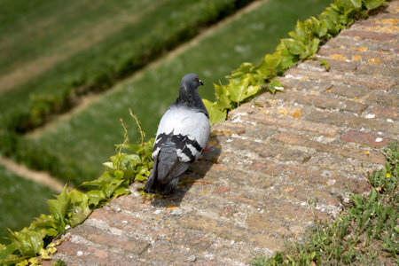 Brick wall with a pigeon and vegetation. Rustic texture, grassy background, and quiet observationの写真素材