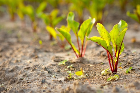 Young beet sprouts on a bed, shallow DOF.