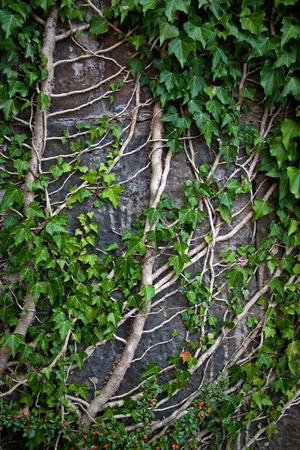 Green creeper plant with branches on a wallの写真素材