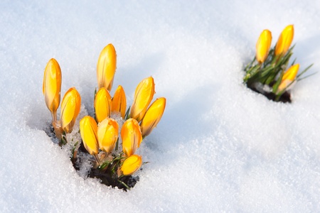 Yellow crocus  Crocus flavus  in snow の写真素材