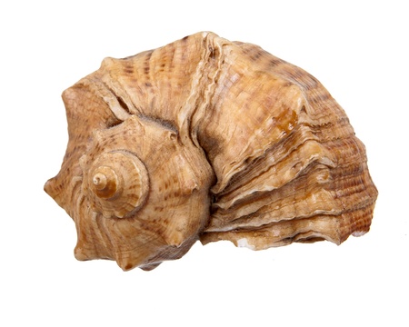 Sea shell isolated on white