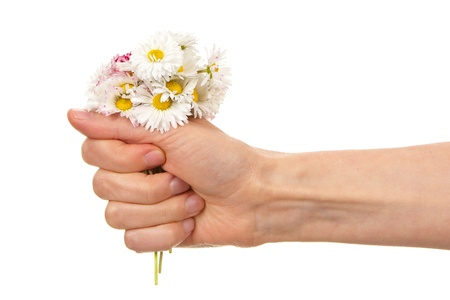 Female hand holding daisies isolated on whiteの写真素材