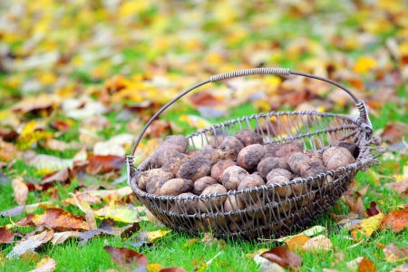 Basket of harvested dirty potatoes on fallen leaves backgroundの写真素材