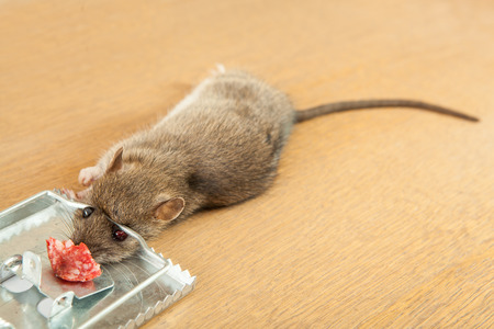 Dead rat killed by rat-trapの写真素材