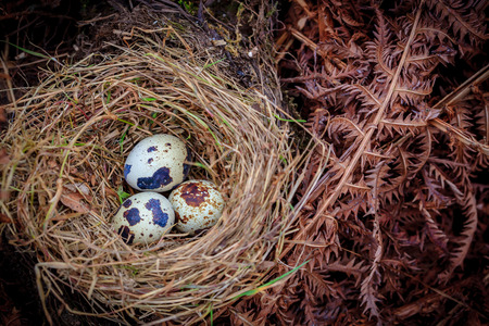 Three quail eggs on a hay nest by dry fern leaves. shalow depth of fieldの写真素材