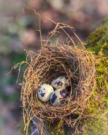Little spotted eggs in straw nest on moss treeの写真素材