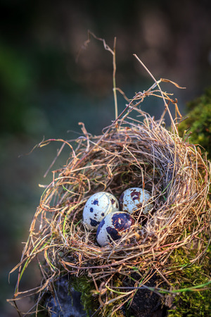 Little spotted eggs in straw nest on moss treeの写真素材
