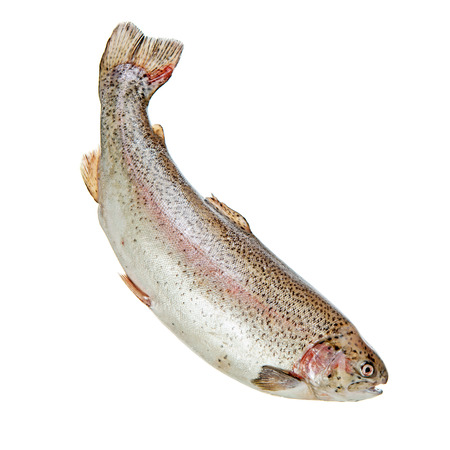 Rainbow trout with opened mouth isolated over whiteの写真素材