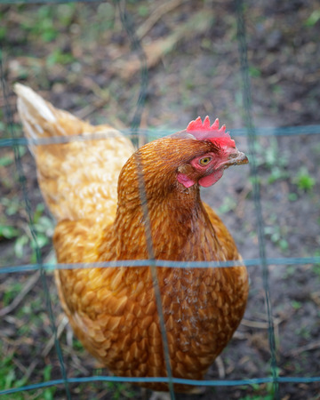 Farmyard hen behind green wired fence