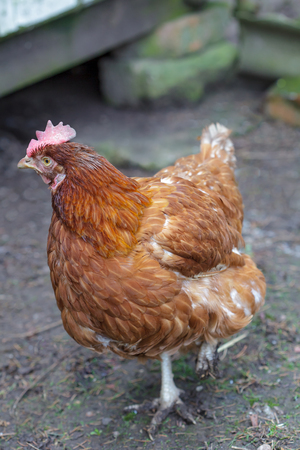 Free range hen on farm yardの写真素材