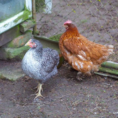 Two free range hens in farm yardの写真素材