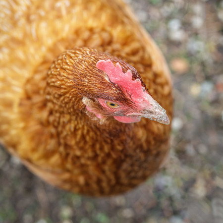 Hen head over blurry backgroundの写真素材