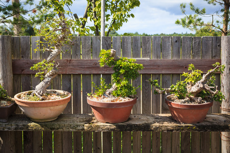 Three bonsai trees on shelf against wooden fenceの写真素材