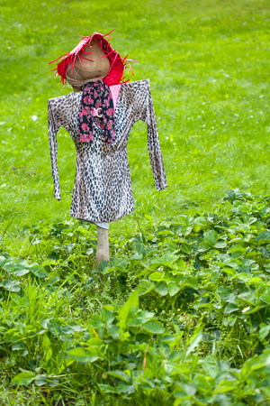 Scarecrow in cstrwberries fieldの写真素材