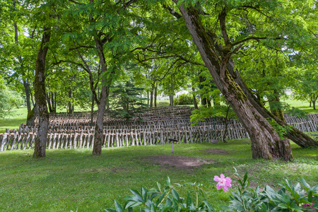 Logs for growing shiitake mushrooms in countrysideの写真素材