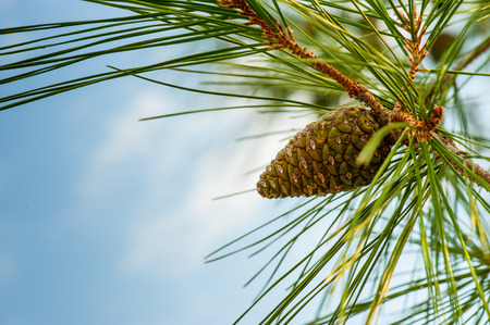 Cedar Coneの写真素材