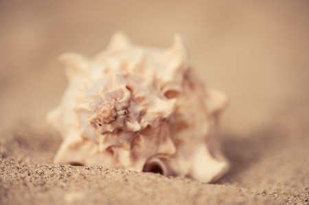 Shell in the sandの写真素材